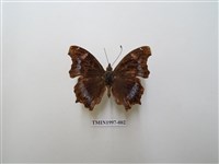 藏品(琉璃蛺蝶)的圖片